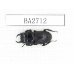 Dorcus sp. Myanmar, Kechin, Nanse. 1M. BA2712.