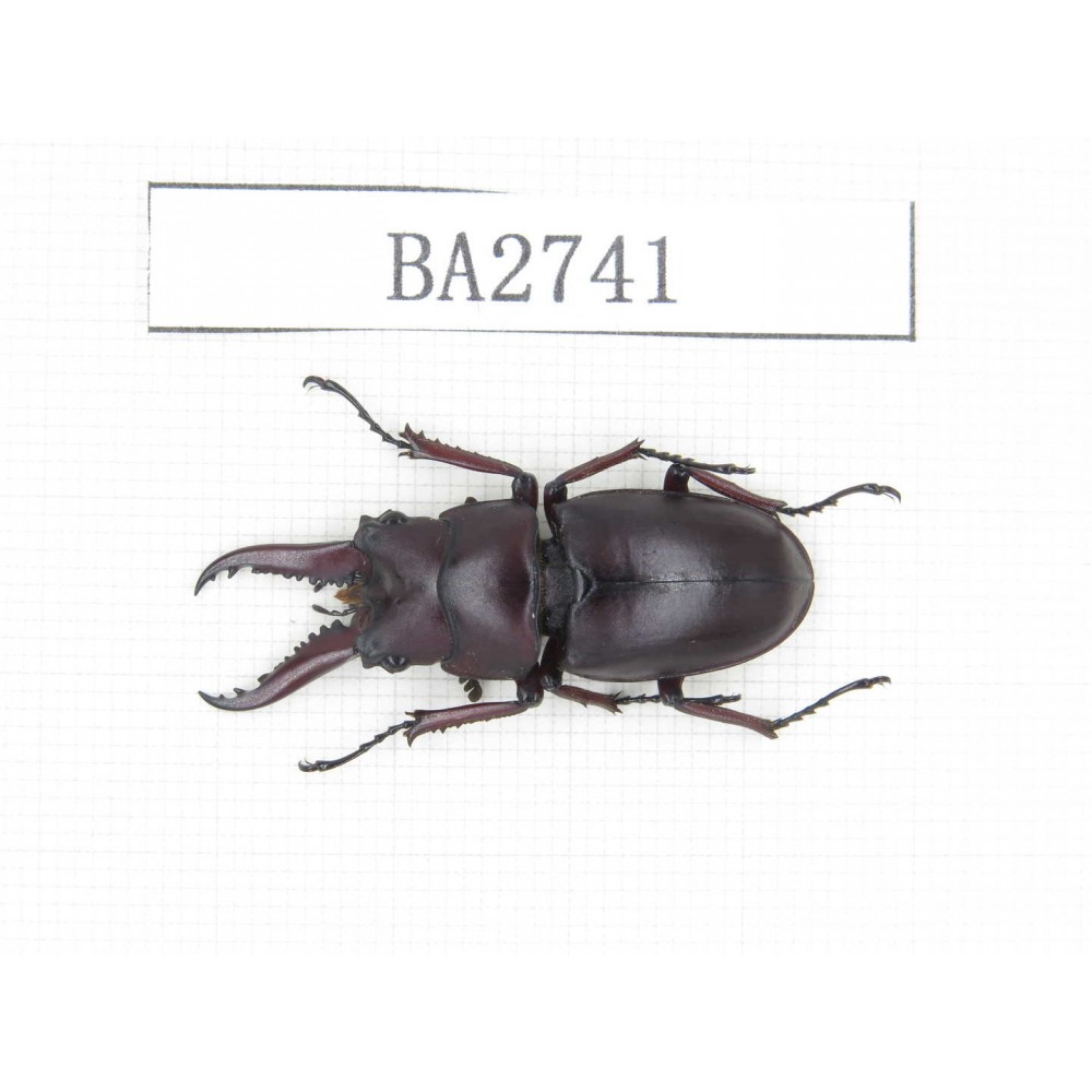 Prosopocoilus sp.  Myanmar, Kechin, Nanse. 1M. BA2741.