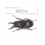 Prosopocoilus sp.  Myanmar, Kechin, Nanse. 1M. BA2741.