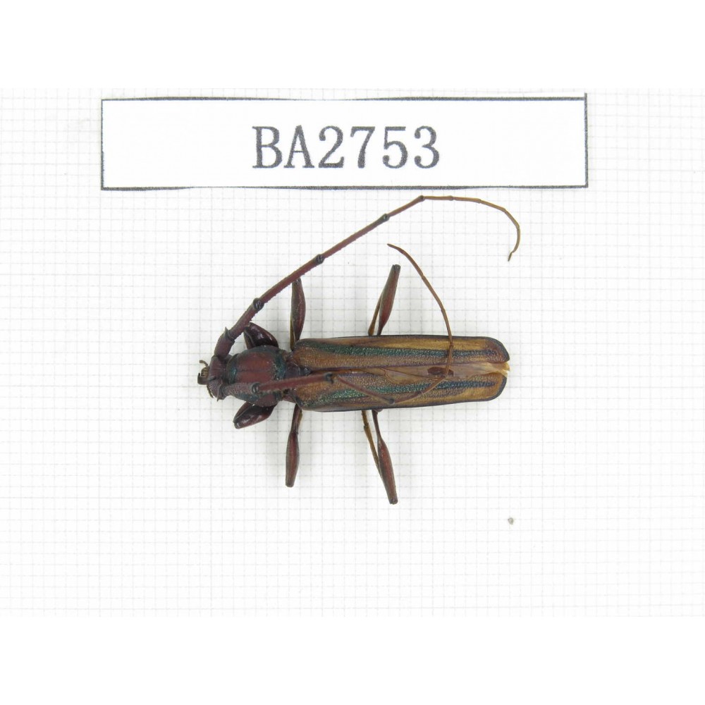 Cerambycidae sp. Myanmar, Kechin, Nanse. 1Pcs. BA2753.