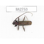Cerambycidae sp. Myanmar, Kechin, Nanse. 1Pcs. BA2753.