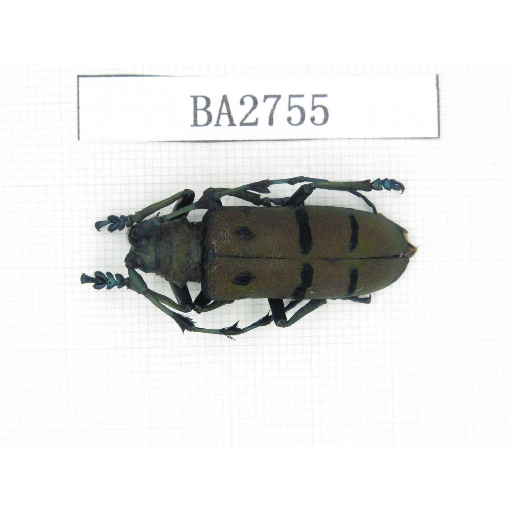 Cerambycidae sp. Myanmar, Kechin, Nanse. 1Pcs. BA2755.