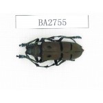 Cerambycidae sp. Myanmar, Kechin, Nanse. 1Pcs. BA2755.