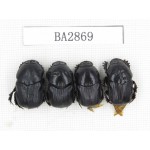 Geotrupidae sp. China, Yunnan, Dehong, Longchuan county. 4Pcs. BA2869.