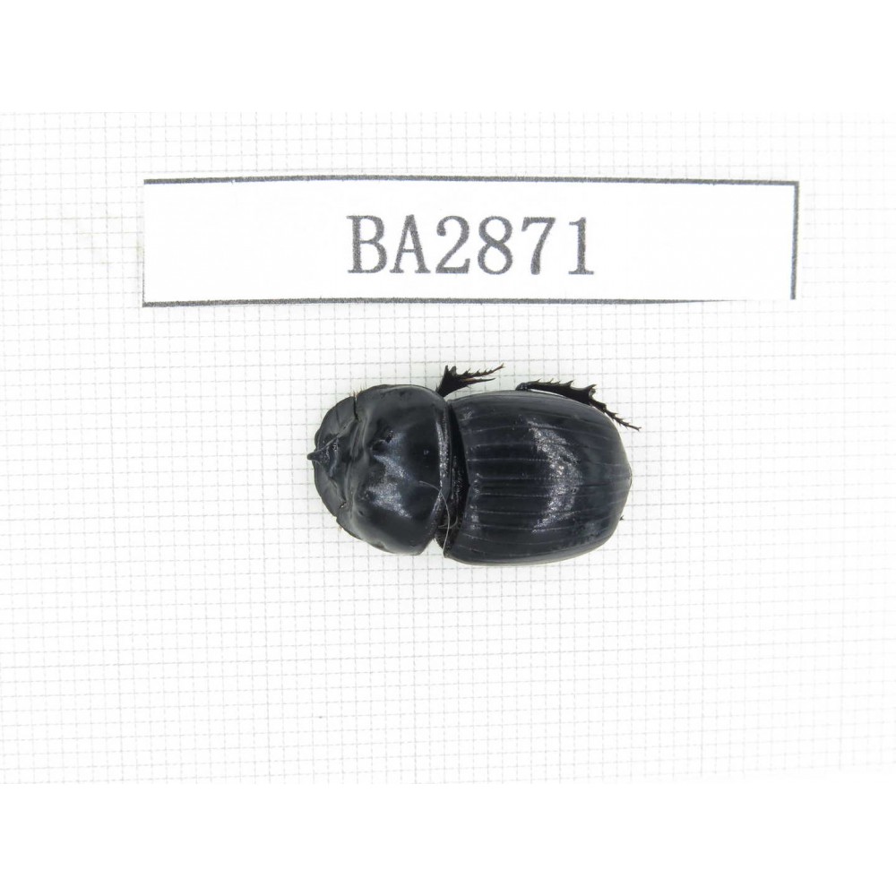 Geotrupidae sp. China, Yunnan, Dehong, Longchuan county. 1Pcs. BA2871.
