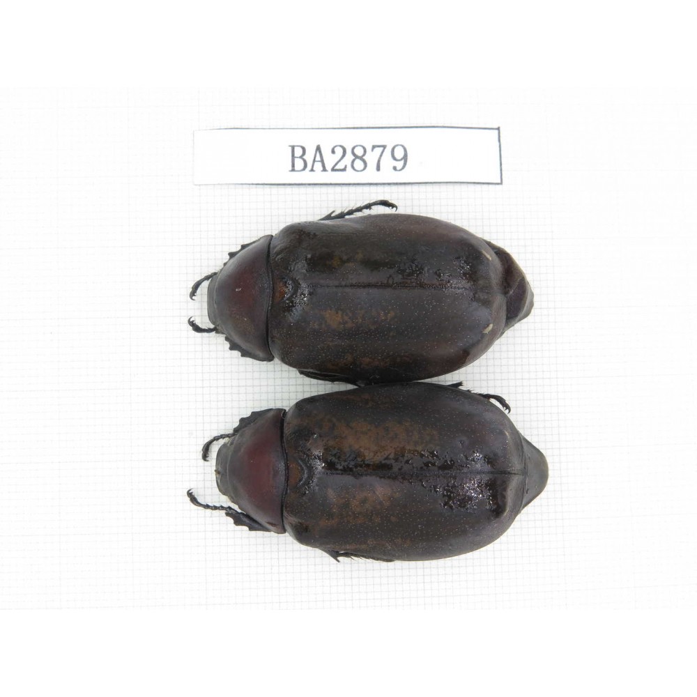 Melolonthidae sp. China, Yunnan, Dehong, Longchuan county. 2Pcs. BA2879.