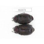 Melolonthidae sp. China, Yunnan, Dehong, Longchuan county. 2Pcs. BA2879.
