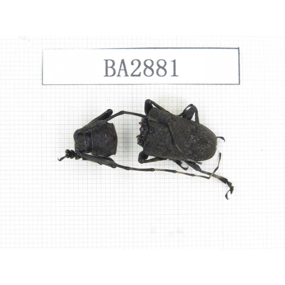 Cerambycidae sp. China, Yunnan, Dehong, Longchuan county. 1Pcs. BA2881.