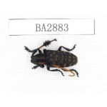 Cerambycidae sp. China, Yunnan, Dehong, Longchuan county. 1Pcs. BA2883.