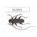 Cerambycidae sp. China, Yunnan, Dehong, Longchuan county. 1Pcs. BA2884.