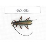 Cerambycidae sp. China, Yunnan, Dehong, Longchuan county. 1Pcs. BA2885.