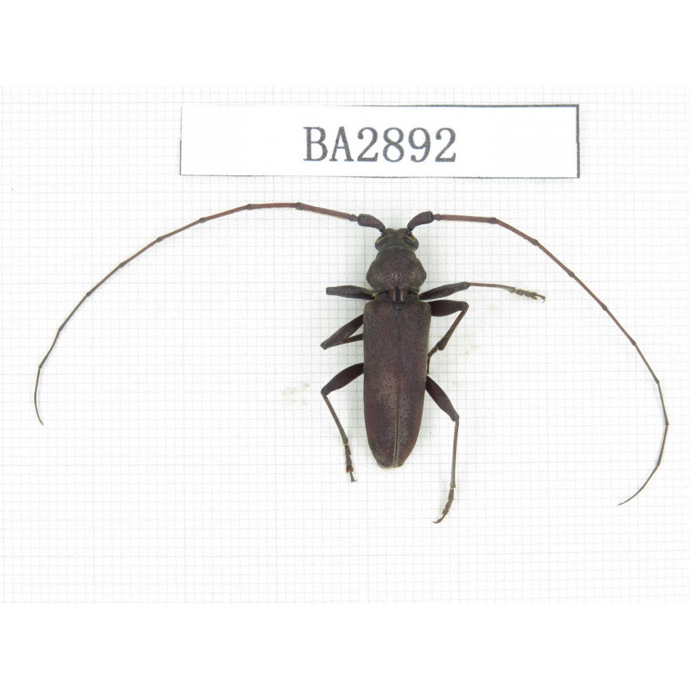 Cerambycidae sp. China, Yunnan, Dehong, Longchuan county. 1Pcs. BA2892.