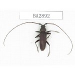 Cerambycidae sp. China, Yunnan, Dehong, Longchuan county. 1Pcs. BA2892.