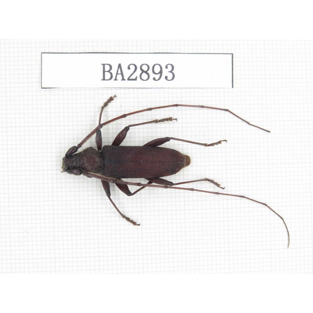 Cerambycidae sp. China, Yunnan, Dehong, Longchuan county. 1Pcs. BA2893.