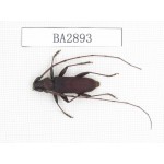 Cerambycidae sp. China, Yunnan, Dehong, Longchuan county. 1Pcs. BA2893.