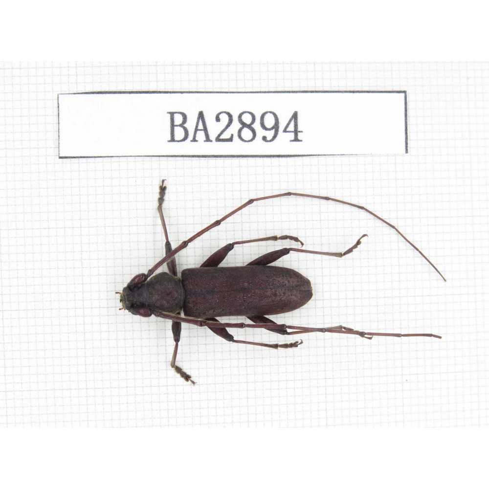 Cerambycidae sp. China, Yunnan, Dehong, Longchuan county. 1Pcs. BA2894.