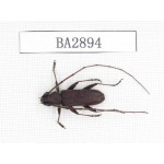 Cerambycidae sp. China, Yunnan, Dehong, Longchuan county. 1Pcs. BA2894.