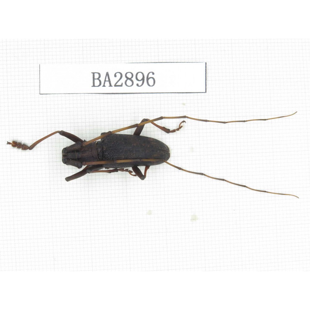 Cerambycidae sp. China, Yunnan, Dehong, Longchuan county. 1Pcs. BA2896.