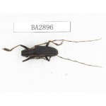 Cerambycidae sp. China, Yunnan, Dehong, Longchuan county. 1Pcs. BA2896.