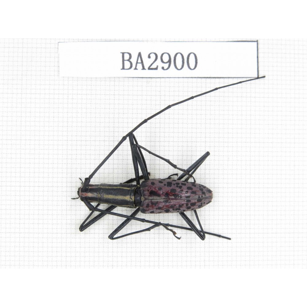 Cerambycidae sp. China, Yunnan, Dehong, Longchuan county. 1Pcs. BA2900.