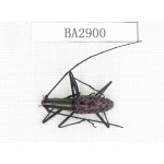 Cerambycidae sp. China, Yunnan, Dehong, Longchuan county. 1Pcs. BA2900.