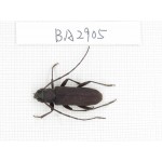 Cerambycidae sp. China, Yunnan, Dehong, Longchuan county. 1Pcs. BA2905.