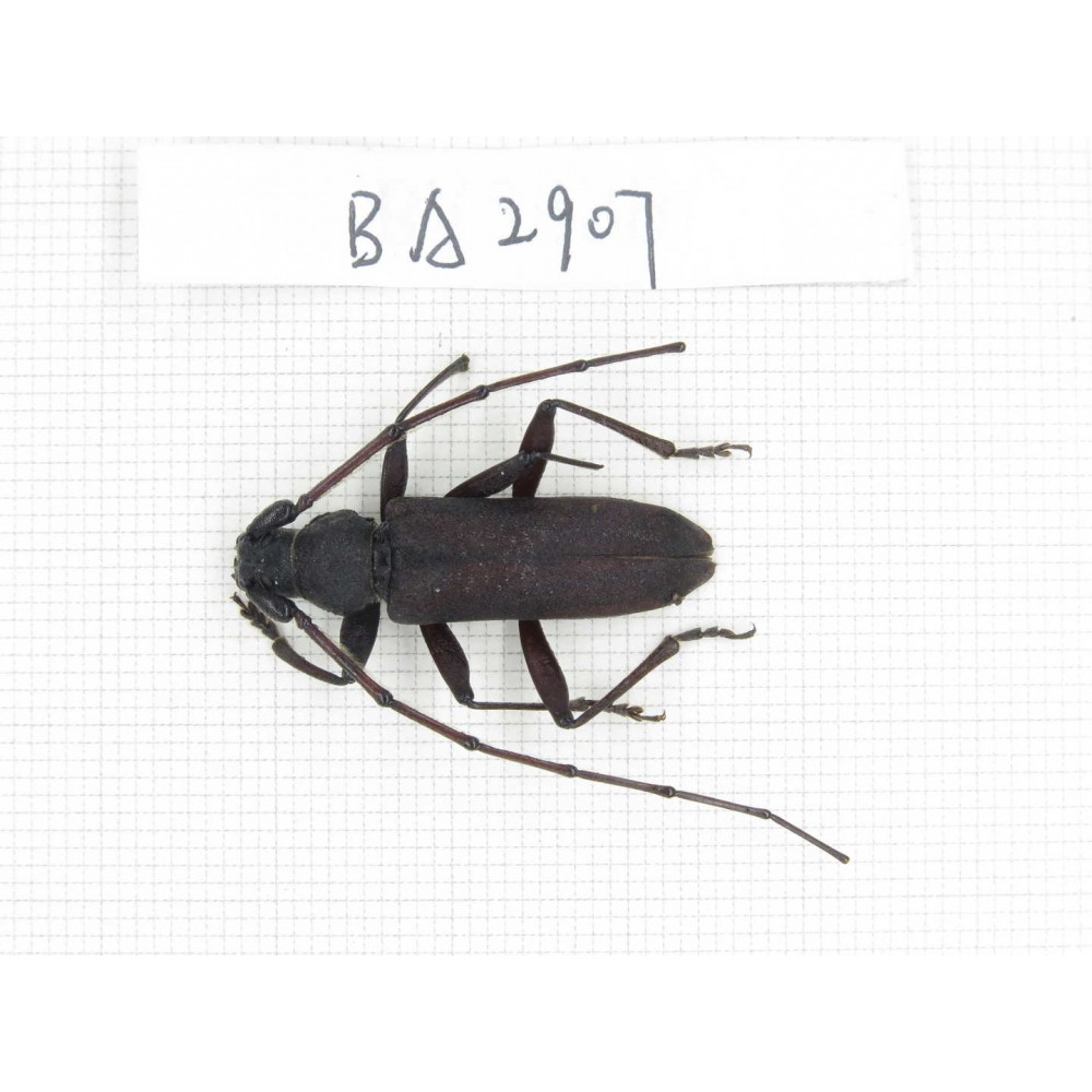 Cerambycidae sp. China, Yunnan, Dehong, Longchuan county. 1Pcs. BA2907.