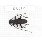 Cerambycidae sp. China, Yunnan, Dehong, Longchuan county. 1Pcs. BA2907.