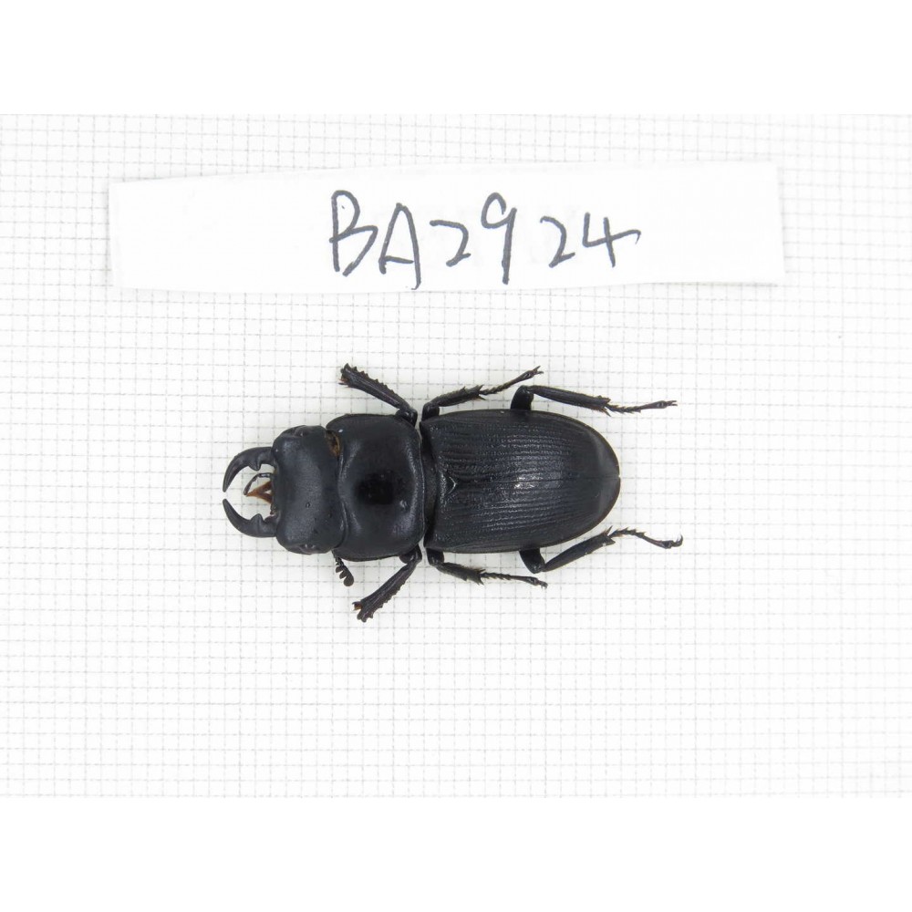 Dorcus sp. China, Yunnan, Dehong, Longchuan county. 1M. BA2924.