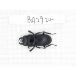 Dorcus sp. China, Yunnan, Dehong, Longchuan county. 1M. BA2924.