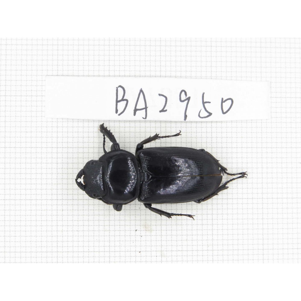 Dorcus sp. China, Tibet, Linzhi, Motuo county. 1F. BA2950.