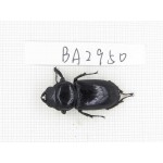 Dorcus sp. China, Tibet, Linzhi, Motuo county. 1F. BA2950.