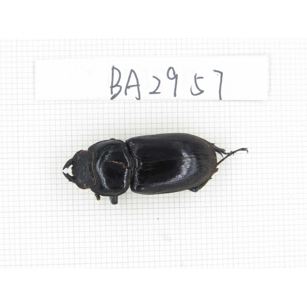 Dorcus sp. China, Tibet, Linzhi, Motuo county. 1F. BA2957.