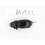 Dorcus sp. China, Tibet, Linzhi, Motuo county. 1F. BA2957.
