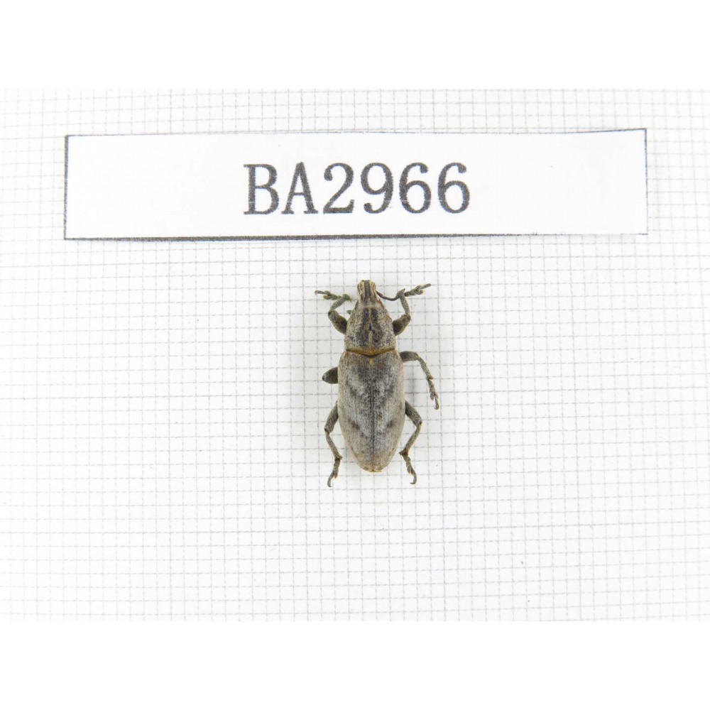 Curculionidae sp. China, Gansu, Yongjing county. 1Pcs. BA2966.
