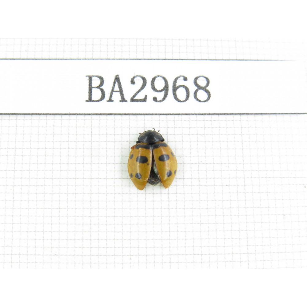 Coleoptera sp. China, Qinghai, Wulan county. 1Pcs. BA2968.