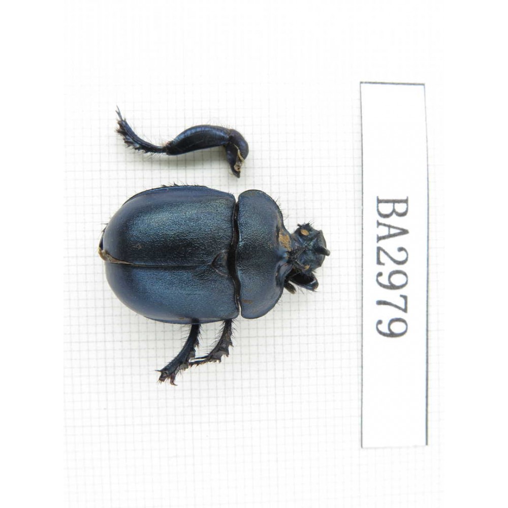 Geotrupidae sp. China, S of Sichuan, Liangshan, Dechang county. 1Pcs. BA2979.