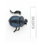 Geotrupidae sp. China, S of Sichuan, Liangshan, Dechang county. 1Pcs. BA2979.
