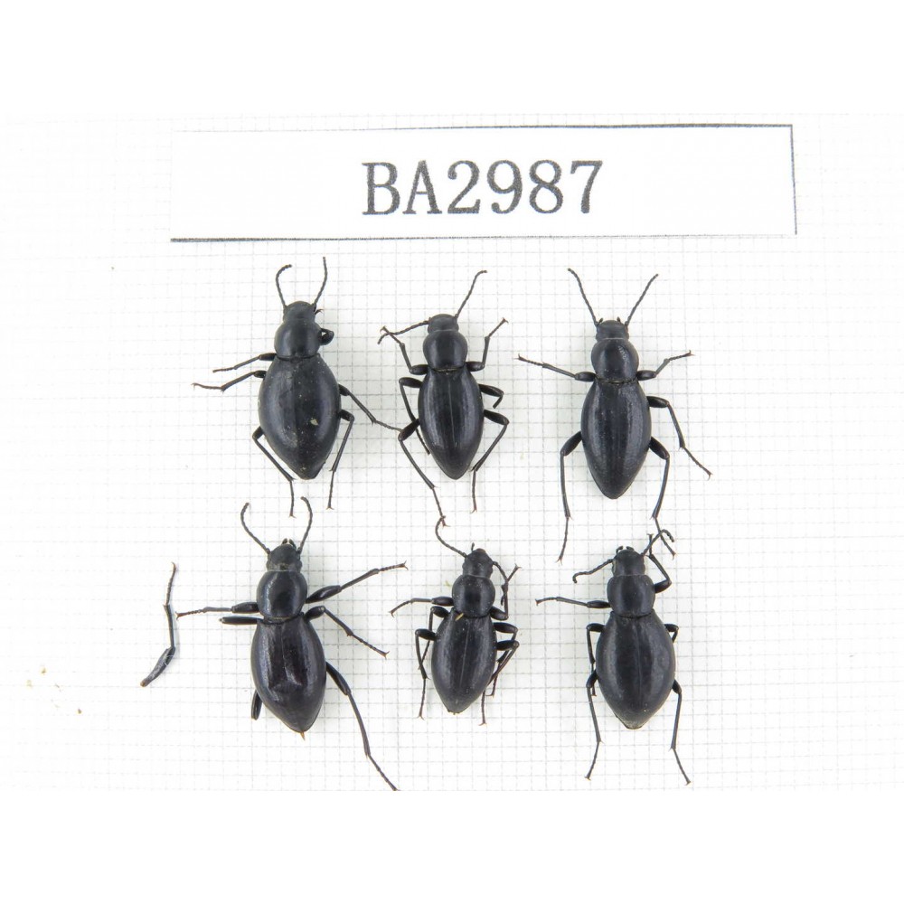 Tenebrionidae sp. China,  E of Tibet, Qamdo valley. 6Pcs. BA2987.