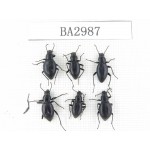 Tenebrionidae sp. China,  E of Tibet, Qamdo valley. 6Pcs. BA2987.