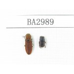 Elateridae sp. China, E of Tibet, Qamdo valley. 2Pcs. BA2989.
