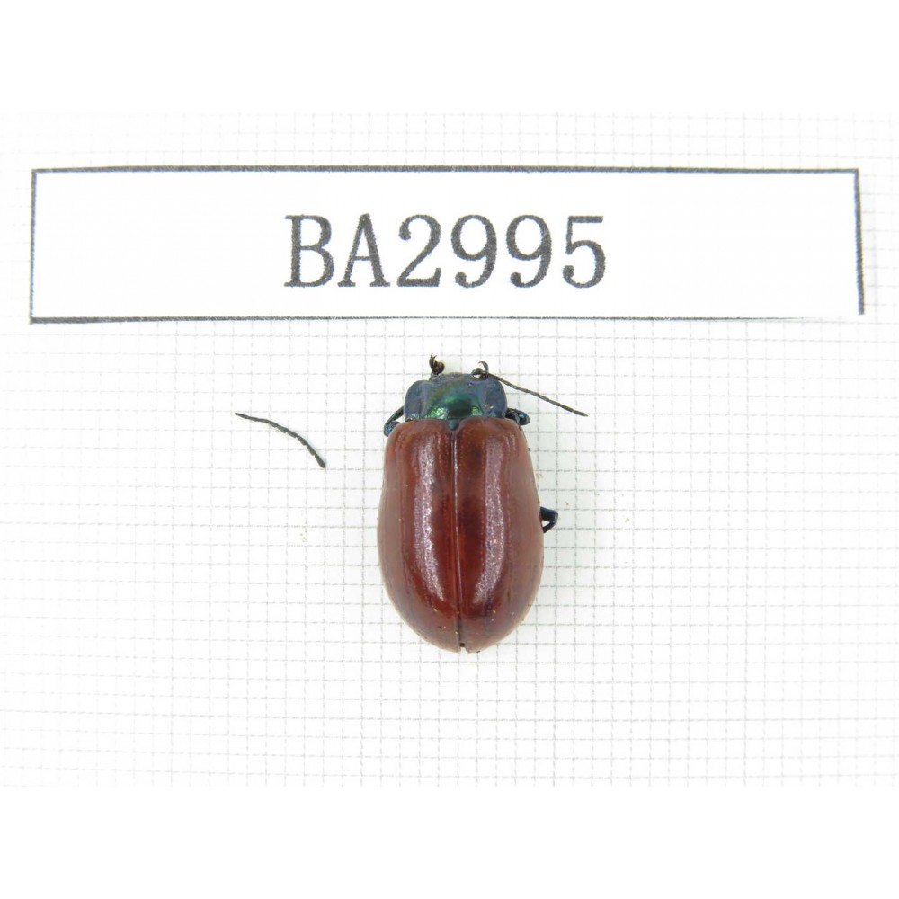 Coleoptera sp. China, Tibet, Linzhi, Motuo county. 1Pcs. BA2995.