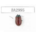 Coleoptera sp. China, Tibet, Linzhi, Motuo county. 1Pcs. BA2995.