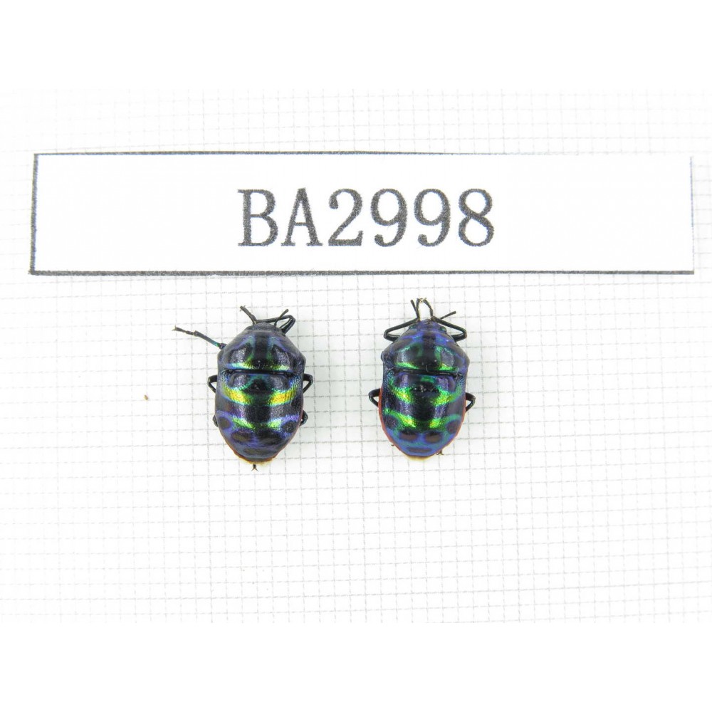 Hemiptera sp. China, Tibet, Linzhi, Motuo county. 2Pcs. BA2998.