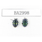 Hemiptera sp. China, Tibet, Linzhi, Motuo county. 2Pcs. BA2998.