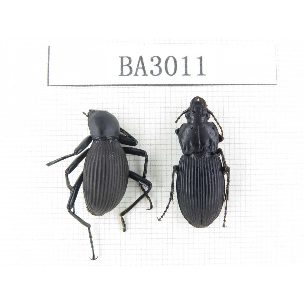 Carabidae sp. China, Yunnan, Nujiang, Lushui county. 2Pcs. BA3011.