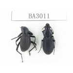 Carabidae sp. China, Yunnan, Nujiang, Lushui county. 2Pcs. BA3011.
