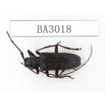 Cerambycidae sp. China, Yunnan, Nujiang, Lushui county. 1Pcs. BA3018.