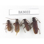 Cerambycidae sp. China, Yunnan, Nujiang, Lushui county. 4Pcs. BA3022.