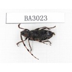 Cerambycidae sp. China, Yunnan, Nujiang, Lushui county. 1Pcs. BA3023.